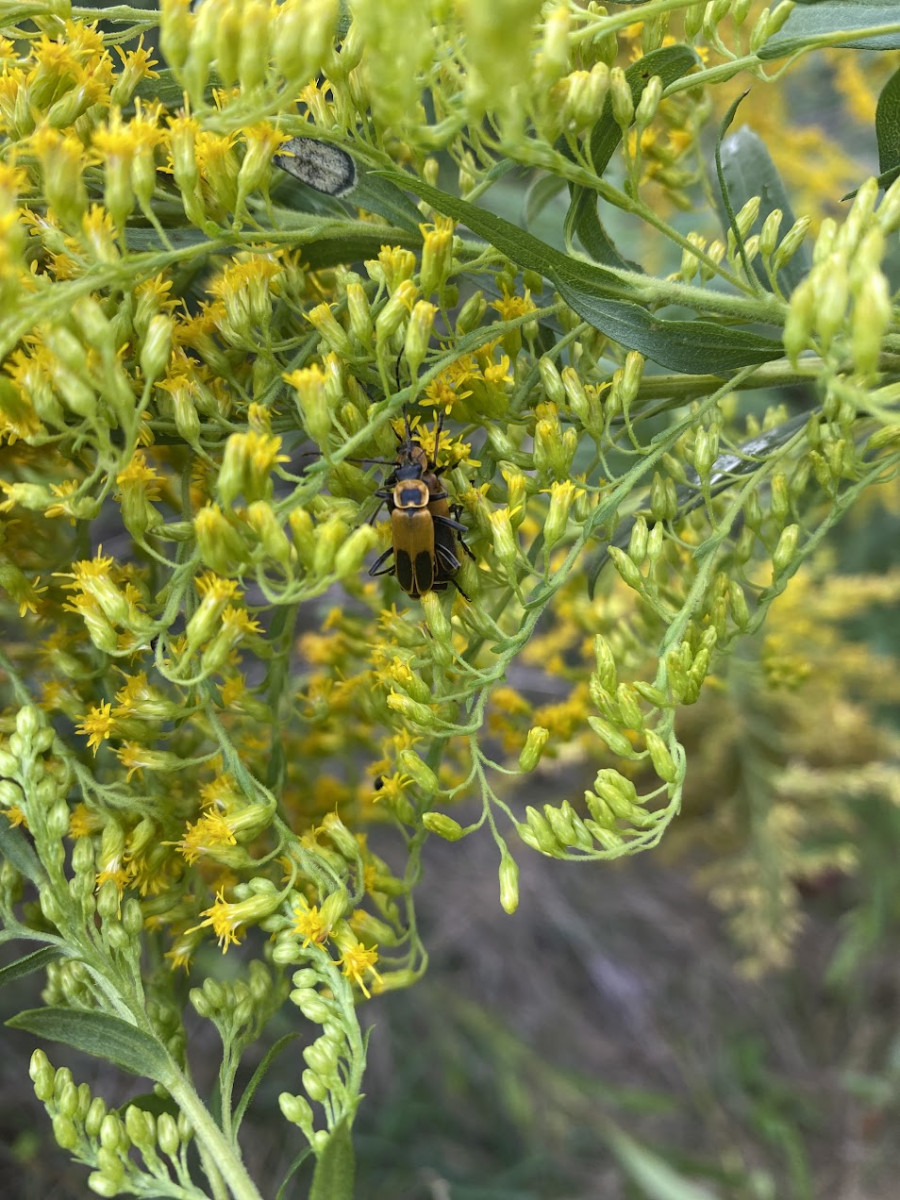 A small bug rests on a bundle of small yellow flowers. 
